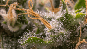 Trichomes on a Cannabis plant